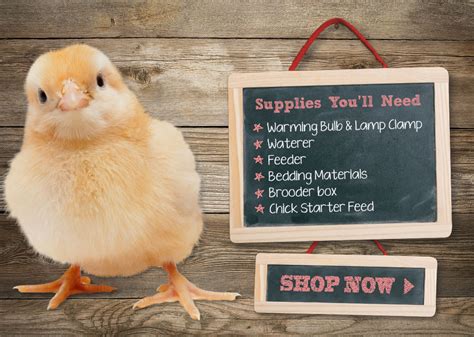 chicks at rural king|rural king chick days 2023.